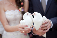 Two white doves.Wedding